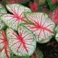 Caladium - Cœur de Jésus