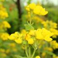 Calceolaria - Calcéolaires