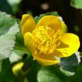 Caltha - Populages des marais