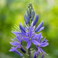 Camassias - Camassia