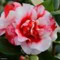 Camellia - Camélias
