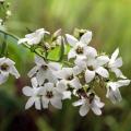 Campanules blanches
