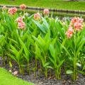 Cannas géants