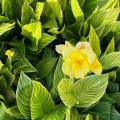 Cannas nains 