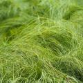 Carex - Laîches à feuillage vert