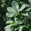 Quercus - Chênes