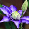 Clématites bleues