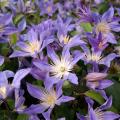 Clématites herbacées