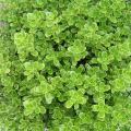 Coprosma - Plantes-miroir