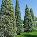 Cupressus - Cyprès