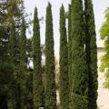 Cyprès de Provence - Cupressus sempervirens