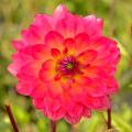 Dahlias camélia