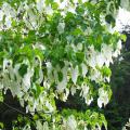 Davidia - Arbres aux mouchoirs