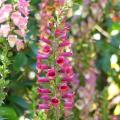 Digitalis - Digitales