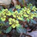 Chrysosplenium - Dorines