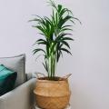 Dypsis - Palmier