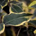 Elaeagnus ebbingei - Chalefs d'Ebbing