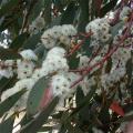 Eucalyptus rustiques
