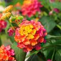 Annuelles par couleur