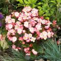Annuelles par variété