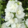 Alcea rosea - Roses trémières