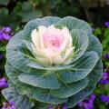 Brassica - Choux d'ornement