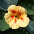 Tropaeolum - Capucines annuelles