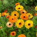 Fleurs comestibles
