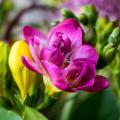 Freesias