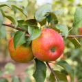 Special offer Fruitiers