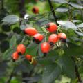 Fruitiers sauvages