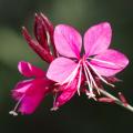Gauras roses