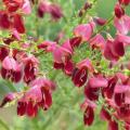 Genêts à balais - Cytisus scoparius