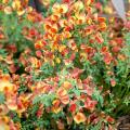 Genêts à fleurs orange