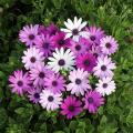 Graines d'Osteospermum - Dimorphoteca