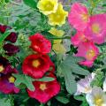 Graines de Roses trémières - Alcea