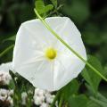 Grimpantes annuelles