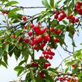 Griottiers – cerises acides