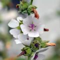 Althaea - Guimauves