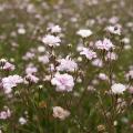 Gypsophila - Gypsophiles