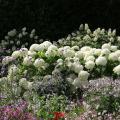Haies fleuries d'automne