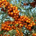 Haies gourmandes