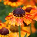 Helenium - Hélénies