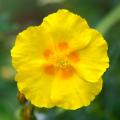 Helianthemum - Hélianthèmes