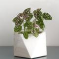 Hypoestes - Plante aux éphélides