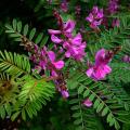 Indigofera - Indigotiers