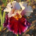 Iris de A à Z