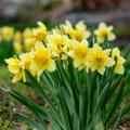 Jonquilles et narcisses jaunes
