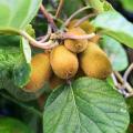 Kiwis