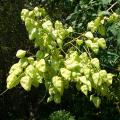 Koelreuteria - Savonniers